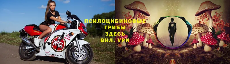 мориарти телеграм  Макушино  Псилоцибиновые грибы Magic Shrooms 